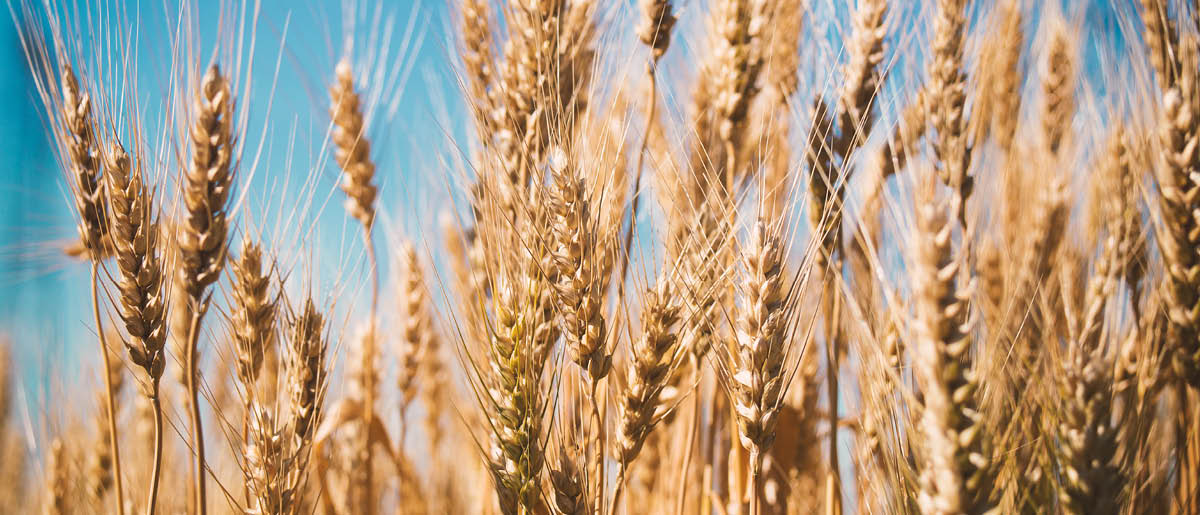 Intolerant voor gluten?