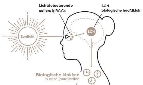 de-biologische-hoofdklok